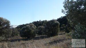 Gran olivar con masía típica en Maella. en oferta con olivos en plena producción