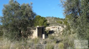 Gran olivar con masía típica en Maella. para vender con olivos en plena producción