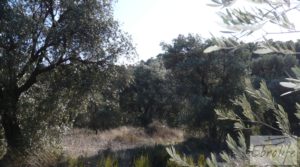 Gran olivar con masía típica en Maella. a buen precio con olivos en plena producción