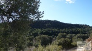 Foto de Gran olivar con masía típica en Maella. con olivos en plena producción