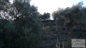 Masía de piedra en Maella. a buen precio con olivos centenarios
