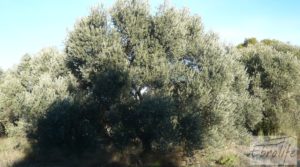 Masía de piedra en Maella. a buen precio con olivos centenarios por 29.000€