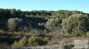 Foto de Masía de piedra en Maella. en venta con olivos centenarios por 29.000€