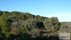 Se vende Masía de piedra en Maella. con olivos centenarios por 29.000€