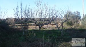 Torre en la huerta de Caspe a buen precio con tejados nuevos