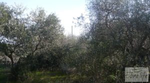 Detalle de Torre en la huerta de Caspe con depositos para agua corriente por 46.000€