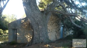 Masía de piedra típica en Arens de Lledo en oferta con almendros