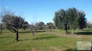 Vendemos Masía de piedra típica en Arens de Lledo con olivos centenarios