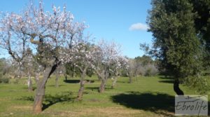 Masía de piedra típica en Arens de Lledo para vender con almendros