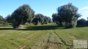 Masía de piedra típica en Arens de Lledo a buen precio con olivos centenarios por 44.000€