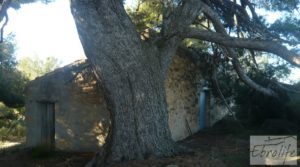Foto de Masía de piedra típica en Arens de Lledo con olivos centenarios