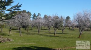 Vendemos Masía de piedra típica en Arens de Lledo con almendros