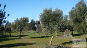 Masía de piedra típica en Arens de Lledo en oferta con almendros por 44.000€