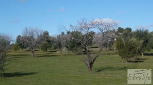 Foto de Masía de piedra típica en Arens de Lledo en venta con almendros por 44.000€