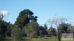 Masía de piedra típica en Arens de Lledo a buen precio con almendros por 44.000€