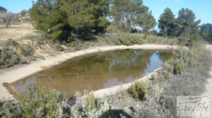 Detalle de Masía de piedra típica en Arens de Lledo con olivos centenarios