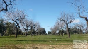 Detalle de Masía de piedra típica en Arens de Lledo con almendros por 44.000€