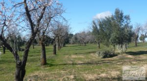 Detalle de Masía de piedra típica en Arens de Lledo con almendros