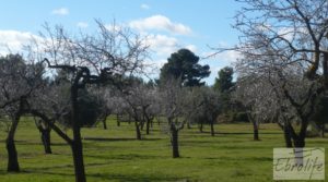 Masía de piedra típica en Arens de Lledo en venta con olivos centenarios