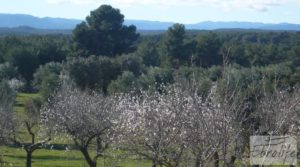 Masía de piedra típica en Arens de Lledo en venta con olivos centenarios