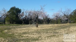 Vendemos Masía de piedra típica en Arens de Lledo con olivos centenarios