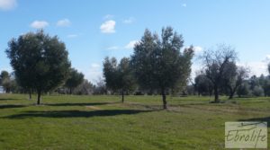 Vendemos Masía de piedra típica en Arens de Lledo con olivos centenarios