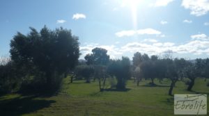 Vendemos Masía de piedra típica en Arens de Lledo con olivos centenarios