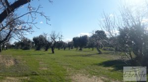 Detalle de Masía de piedra típica en Arens de Lledo con almendros