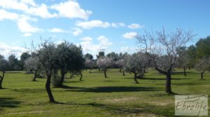 Masía de piedra típica en Arens de Lledo en venta con olivos centenarios