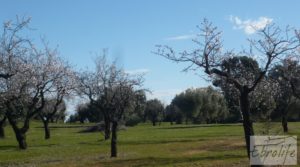 Foto de Masía de piedra típica en Arens de Lledo con olivos centenarios por 44.000€