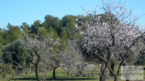 Foto de Masía de piedra típica en Arens de Lledo con almendros por 44.000€