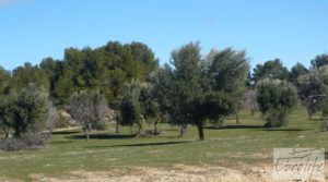 Detalle de Masía de piedra típica en Arens de Lledo con almendros por 44.000€