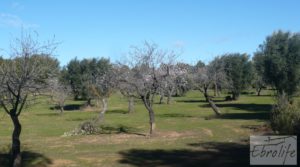 Foto de Masía de piedra típica en Arens de Lledo en venta con olivos centenarios