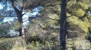 Masía de piedra típica en Arens de Lledo para vender con almendros