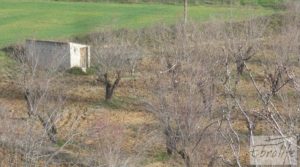Foto de Finca con pozo en La Fresneda en venta con almendros y olivos