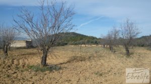 Finca con pozo en La Fresneda en oferta con almendros y olivos