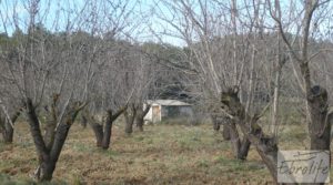 Foto de Finca con pozo en La Fresneda con almendros y olivos