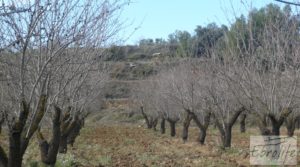 Vendemos Finca con pozo en La Fresneda con almendros y olivos por 48.000€