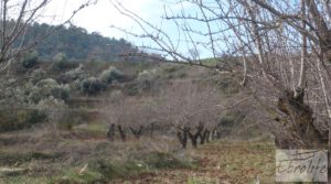 Finca con pozo en La Fresneda a buen precio con almendros y olivos por 48.000€