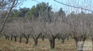 Detalle de Finca con pozo en La Fresneda con almendros y olivos por 48.000€