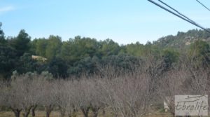 Finca con pozo en La Fresneda para vender con almendros y olivos