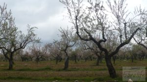 Magnífica masía en Valderrobres, rodeada de almendros. en oferta con barbacoa