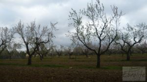 Magnífica masía en Valderrobres, rodeada de almendros. para vender con horno de piedra por 110.000€