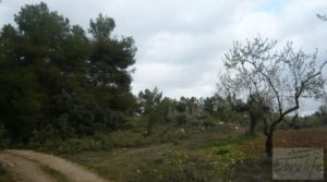 Se vende Magnífica masía en Valderrobres, rodeada de almendros. con almendros y olivos en plena producción por 110.000€