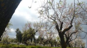 Magnífica masía en Valderrobres, rodeada de almendros. a buen precio con almendros y olivos en plena producción por 110.000€