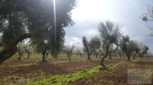 Detalle de Magnífica masía en Valderrobres, rodeada de almendros. con almendros y olivos en plena producción por 110.000€