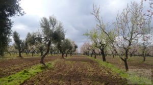 Magnífica masía en Valderrobres, rodeada de almendros. para vender con barbacoa