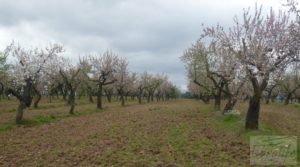 Magnífica masía en Valderrobres, rodeada de almendros. a buen precio con almendros y olivos en plena producción por 110.000€