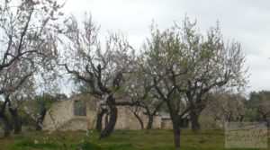 Se vende Magnífica masía en Valderrobres, rodeada de almendros. con balcón por 110.000€