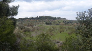 Detalle de Finca de avellanos en Cretas con pozo de agua